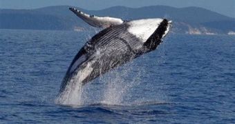 Humpback whales get their name from the way their "curl" their backs while swimming