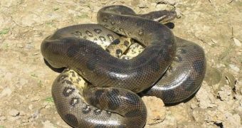 Anaconda snakes kill their prey by "hugging" them to death