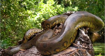 Anaconda mothers give birth to live babies, abandon them soon after