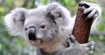 Koalas sometimes get into fights with one another