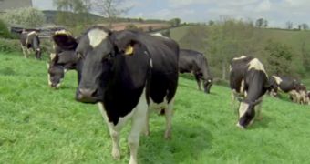 Cows living in different regions have distinct accents, video reveals