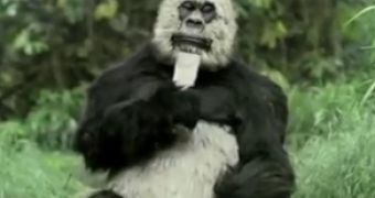 Watch: Ape Thinks It's Not Cute Enough, Wants to Look like a Panda