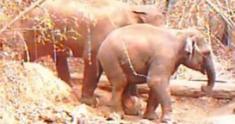 Watch: Asian Elephants Caught on Camera Traps in Cambodia