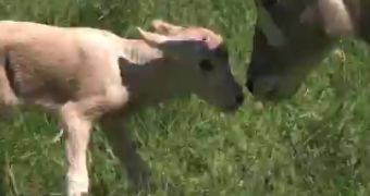 Watch: Baby Addax Antelope Takes Its First Steps