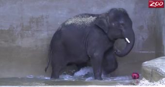 Young elephant at Columbus Zoo in the US is a talented water polo player