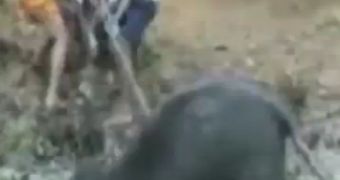 Watch: Baby Elephant Rescued After Getting Stuck in a Ditch