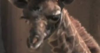 Watch: Baby Giraffe Named Sofie Makes Her First Public Appearance