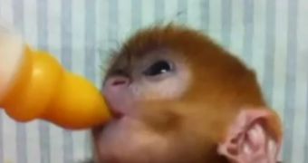 Watch: Baby Leaf Monkey's Life Saved by Zookeepers Who Bottle-Feed Her Round the Clock