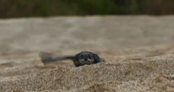 Video shows baby leatherback turtle making its way towards the ocean