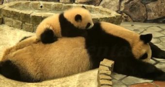 Panda bear is desperate to wake up its tired mom