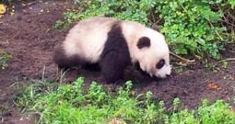 Watch: Baby Panda Makes Public Debut