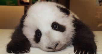 Baby panda tries to take his first steps, only manages to crawl on the floor