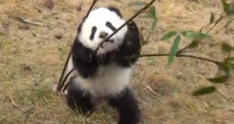 Panda bear gets into a fight with three bamboo sticks