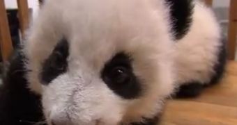 Watch: Baby Pandas Learn to Walk
