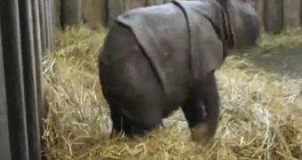Baby Indian rhino dances around its enclosure
