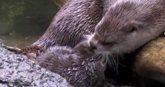 Watch: Baby River Otter Named Molalla Learns to Swim