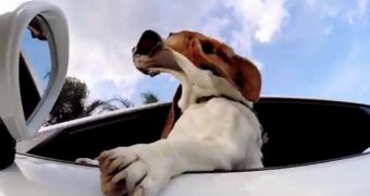 Basset hound caught on camera enjoying a ride in a Porsche