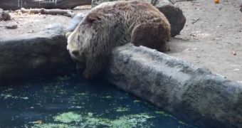 Video shot at Budapest Zoo in Hungary shows a bear saving a crow from drowning