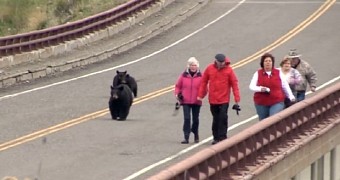 Black bear defending its cubs chases after Yellowstone tourists