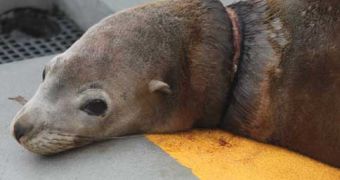 Watch: Blonde Bomber, the Rescued Sea Lion, Returns to the Ocean