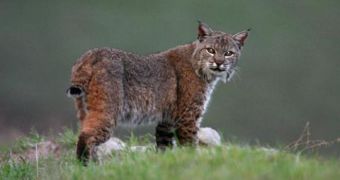 Video shows two hunters rescuing a bobcat