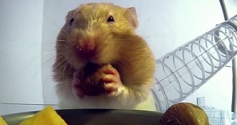 Video shows how hamsters manage to stuff their face in record time
