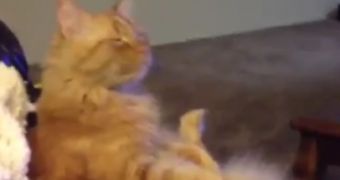 Watch: Cat Enjoying a Hockey Game Will Not Be Disturbed