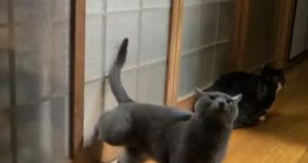 Cat uses its hind legs to knock on doors, convince people to open them