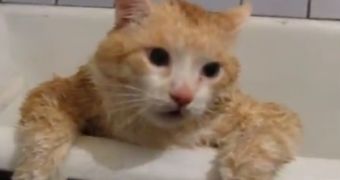 Cat is too fat to get out of a bathtub on its own