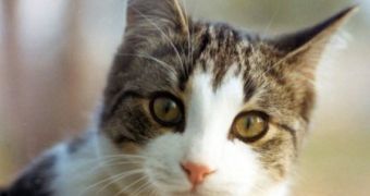 Watch: Cat Parasite Makes People More Outgoing