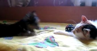 Cat keeps dog away from its toy with the help of a mind-controlled force field