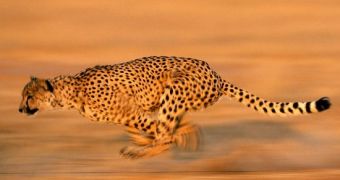 Cheetah chases afer a gazelle at 70 miles per hour