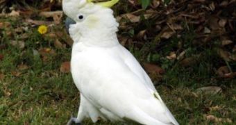 Cockatoo uses tool to get food