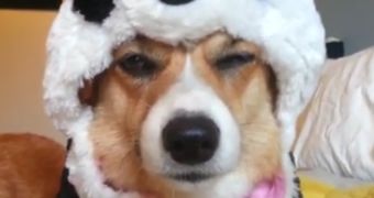 Watch: Corgi Is Forced to Wear Panda Costume, Hates Every Second of It