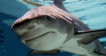 Watch: Crittercam Offers Insights into the Feeding Behavior of Bull Sharks [Video]