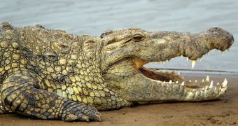 Watch: Crocodiles Have the World's Strongest Bite