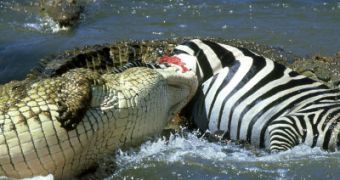 Nile crocodiles are some of the world'd most amazing predators
