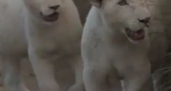 Watch: Cruelty of Canned Lion Hunting Exposed