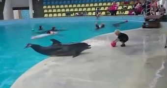 Video shows a young boy and a dolphin playing with each other
