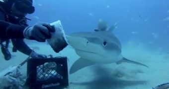 Video shows divers feeding and petting tiger sharks
