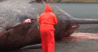 Dead whale in the Faroe Islands explodes when a man tries to open its belly