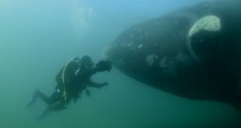 Video documents the moment a diver came face to face with a mother whale and its calf
