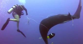 Amazing video shows diver lending a helping hand to a manta ray in distress