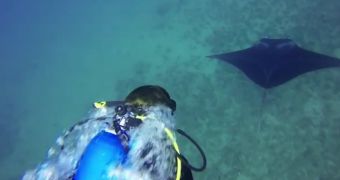 Video shows diver swimming alongside giant manta rays