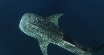 Video shows divers swimming alongside whale sharks