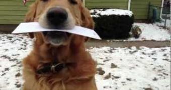This golden retriever looks like it is smiling while fetching the paper