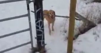 Dog desperately tries to get a stick through a fence