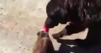 Watch: Dog Rescues Cat with a Plastic Cup Stuck on Its Head