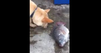 Video shows pooch trying to rescue two fish lying on the ground