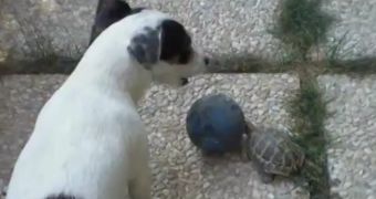 Adorable video shows dog playing football with a tortoise
